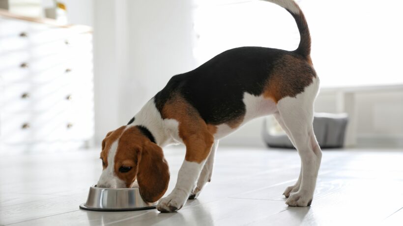 Cute Beagle puppy eating at home. Adorable pet