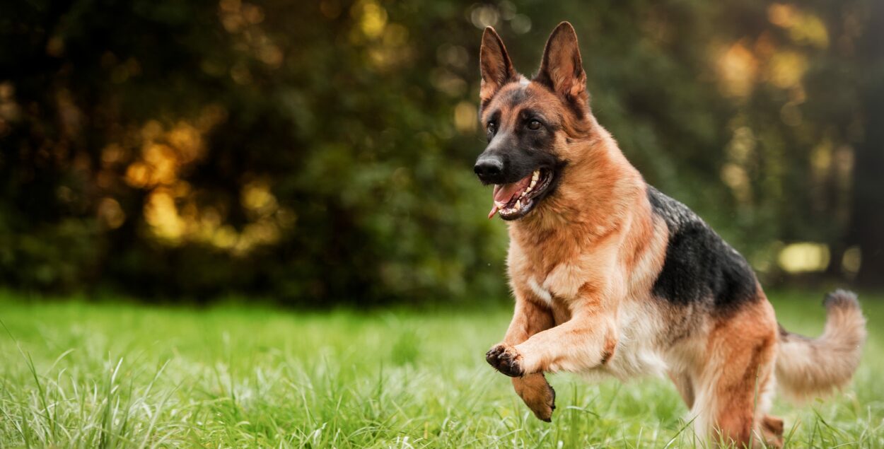 Degeneración de las articulaciones en perros – síntomas y tratamiento