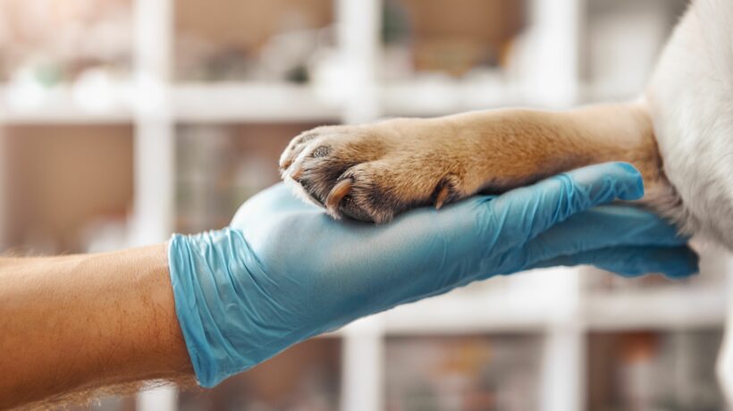 I am your friend. Hand of a veterinarian in a protective glove holding a paw of his patient during while working at veterinary clinic