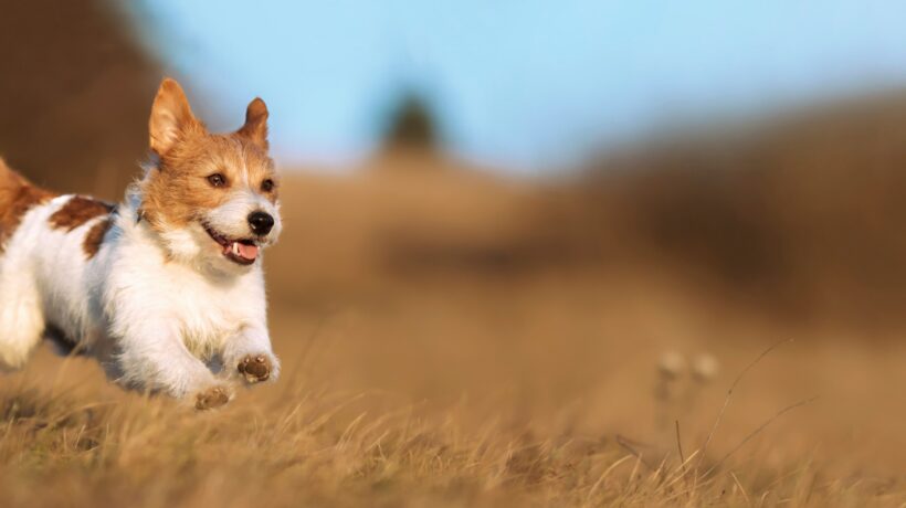 Playful happy cute smiling pet dog puppy running, jumping in the grass. Web banner.