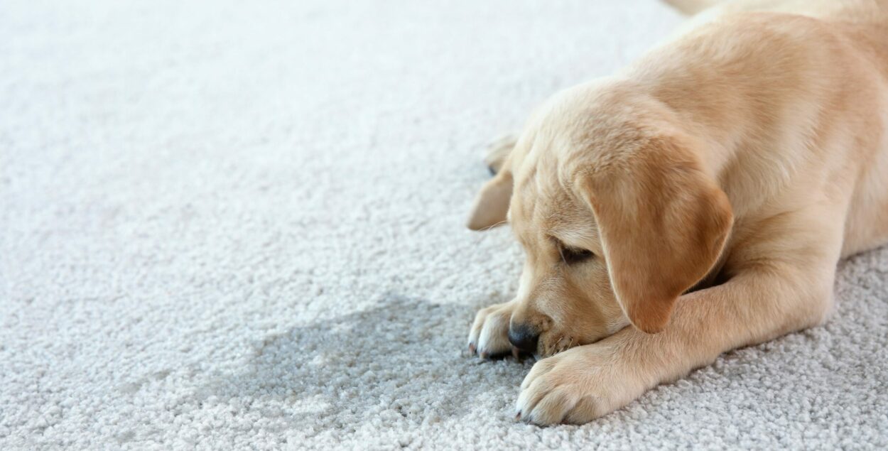 ¿Cómo eliminar eficazmente el olor a orina de perro o gato? Desmontamos los mitos.