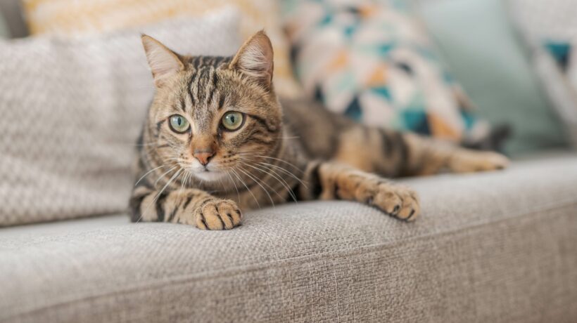 Beautiful short hair cat lying on the sofa at home