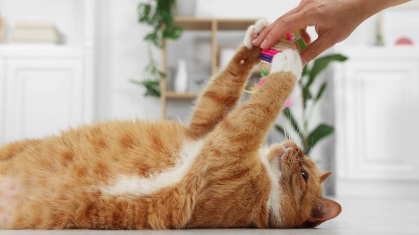 Woman playing with cute ginger cat at home, closeup