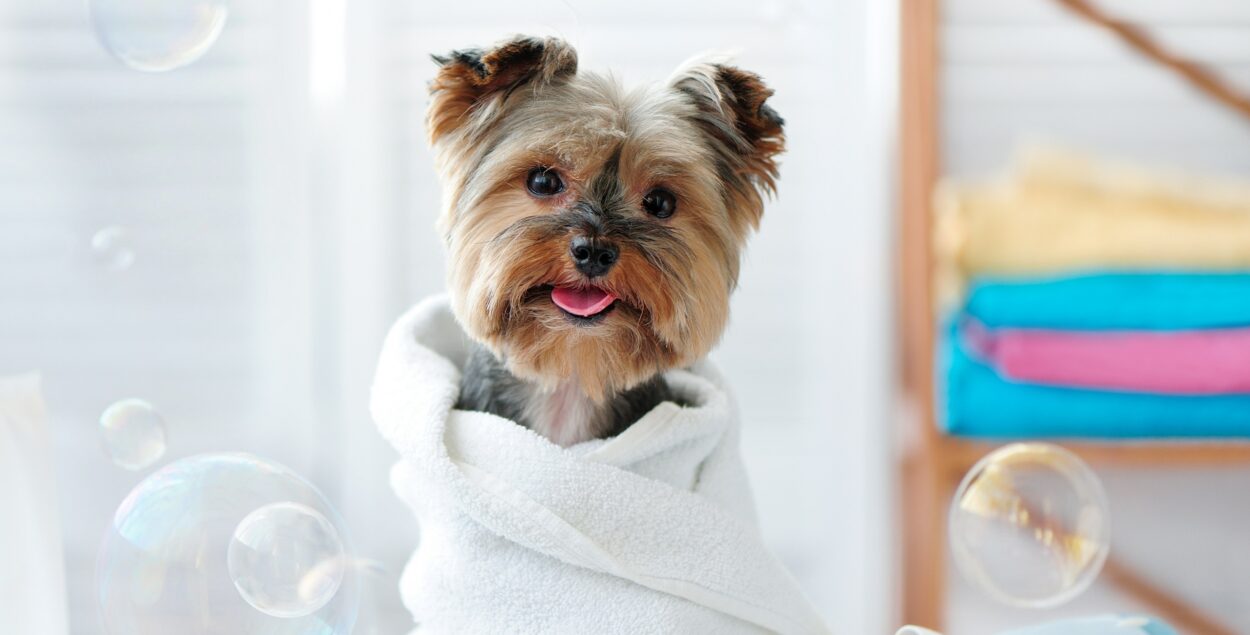 Cómo cuidar la piel y el pelo de su perro