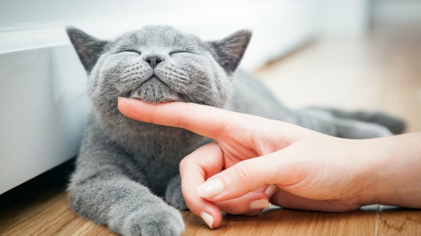 Happy kitten likes being stroked by woman's hand.