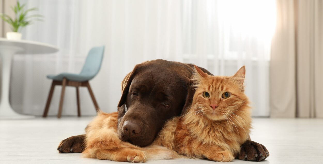 Enfermedades víricas caninas y felinas con las que te puedes encontrar