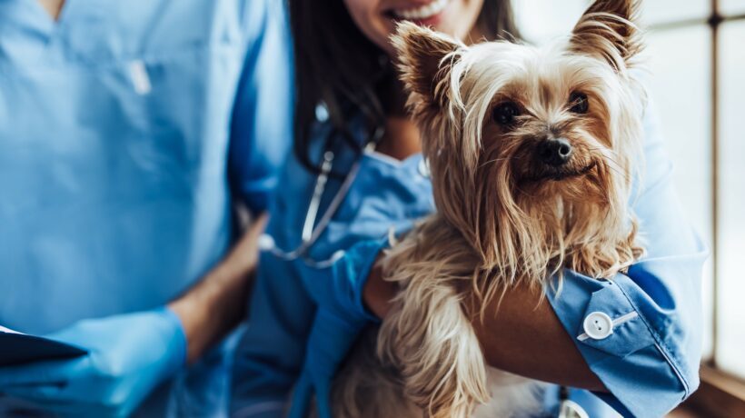 Doctor veterinarian at clinic