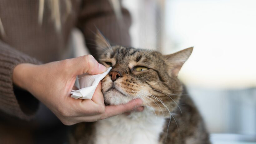 Woman hand cleaning her cat eyes